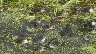 Bullfrog, Frog, Amphibian, Water, River, Stream