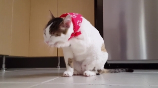 Bunny, Animal, Pet, Fur, Cute, Domestic
