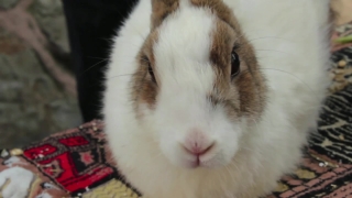 Bunny, Rabbit, Fur, Cute, Pet, Mammal
