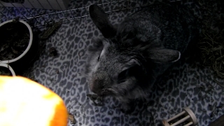 Bunny, Rabbit, Wood Rabbit, Mammal, Cute, Fur