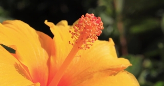 Bush Hibiscus, Shrub, Petal, Plant, Flower, Woody Plant