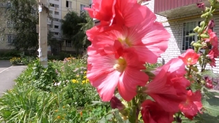 Bush Hibiscus, Shrub, Woody Plant, Vascular Plant, Flower, Plant