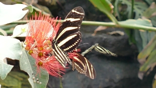 Butterfly, Admiral, Insect, Flower, Plant, Fly