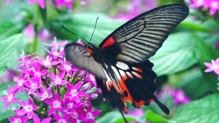 Butterfly, Insect, Herb, Common Unicorn Plant, Plant, Admiral