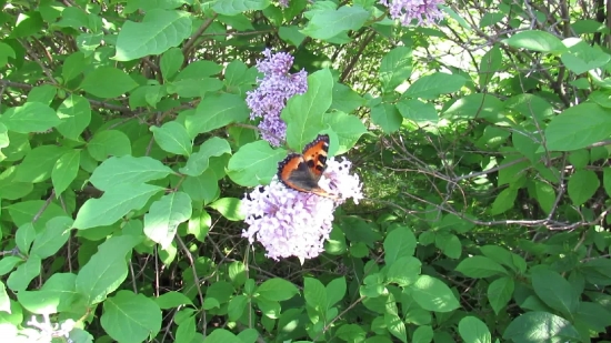 Butterfly, Plant, Admiral, Shrub, Flower, Peacock