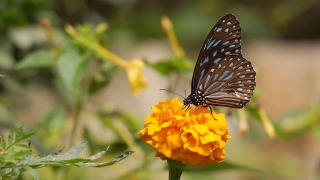 Butterfly, Wayfaring Tree, Insect, Monarch, Plant, Shrub