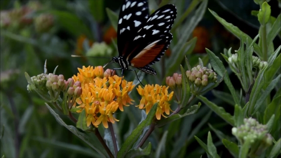 Butterfly Weed, Milkweed, Herb, Vascular Plant, Butterfly, Plant