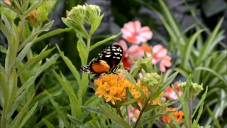 Butterfly Weed, Milkweed, Herb, Vascular Plant, Plant, Insect