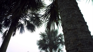 Cabbage Tree, Tree, Woody Plant, Palm, Vascular Plant, Coconut