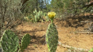 Cactus, Plant, Desert, Tree, Landscape, Travel