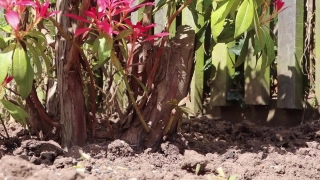 Cactus, Plant, Tree, Shovel, Leaves, Flower