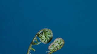 Cactus, Sea, Plant, Invertebrate, Animal, Planet
