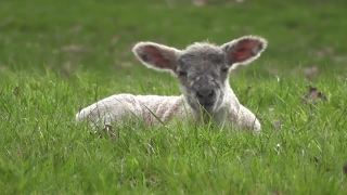 Calf, Animal, Young Mammal, Young, Mammal, Wildlife
