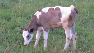 Calf, Cow, Cattle, Farm, Young Mammal, Animal