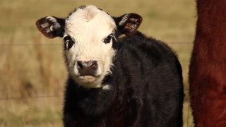 Calf, Cow, Young Mammal, Cattle, Young, Animal