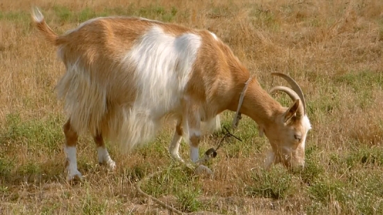Calf, Young Mammal, Animal, Young, Livestock, Mammal