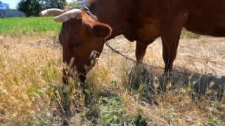 Calf, Young Mammal, Cow, Young, Animal, Cattle