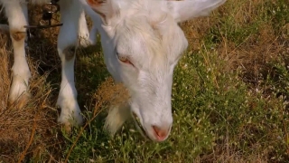 Calf, Young Mammal, Farm, Hound, Young, Grass