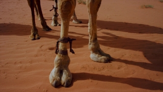 Camel, Sand, Wild, Desert, Domestic Cat, Cat