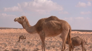 Camel, Ungulate, Mammal, Desert, Wild, Animals
