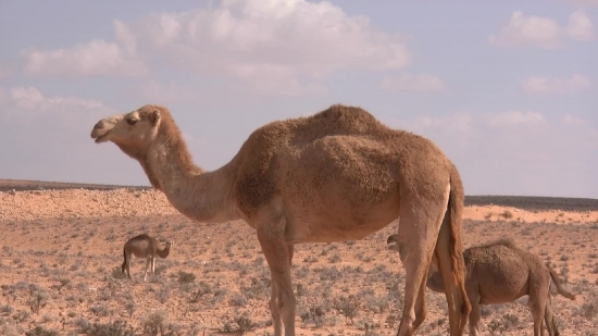 Camel, Ungulate, Mammal, Desert, Wild, Animals