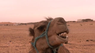 Camel, Ungulate, Sand, Desert, Head, Travel