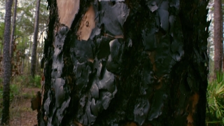Camouflage, Screen, Covering, Rock, Water, River
