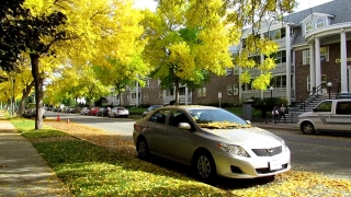 Car, Motor Vehicle, Tree, Coupe, Autumn, Park