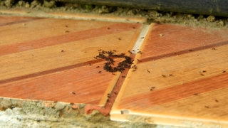 Carpenter, Wood, Texture, Brown, Pattern, Material