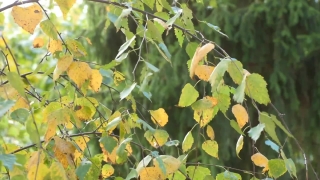 Cassia, Tree, Woody Plant, Plant, Vascular Plant, Leaf