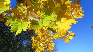 Cassia, Tree, Woody Plant, Vascular Plant, Plant, Autumn
