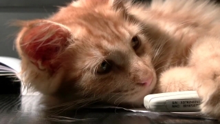 Cat, Dog, Pet, Golden Retriever, Retriever, Fur