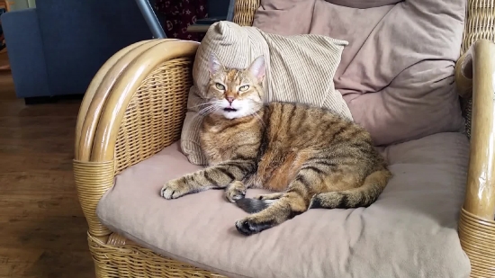 Cat, Feline, Domestic Cat, Domestic Animal, Pet, Kitten