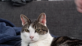 Cat, Feline, Domestic Cat, Kitten, Kitty, Pet