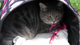 Cat, Feline, Kitten, Kitty, Tabby, Domestic Cat