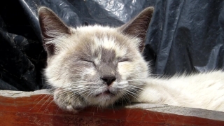Cat, Feline, Kitty, Kitten, Pet, Fur