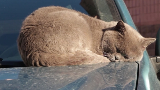 Cat, Feline, Wildcat, Cougar, Fur, Mammal