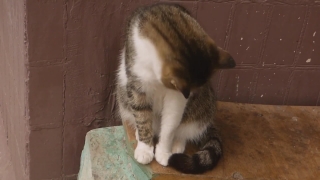 Cat, Kitty, Kitten, Feline, Pet, Fur