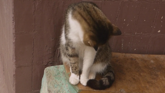 Cat, Kitty, Kitten, Feline, Pet, Fur