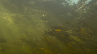 Catfish, Fish, Platypus, Water, Soft-finned Fish, Sea