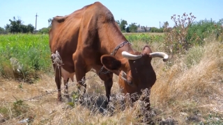 Cattle, Cow, Bull, Ranch, Beef, Bovine