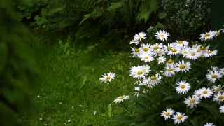 Chamomile, Daisy, Flower, Herb, Plant, Blossom