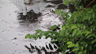Channel, Water, Body Of Water, Swamp, Wetland, Lake