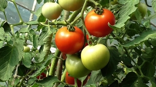 Cherry Tomato, Tomato, Vegetable, Tomatoes, Herb, Ripe