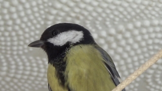 Chickadee, Titmouse, Bird, Wildlife, Beak, Feather