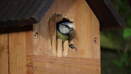 Chickadee, Titmouse, Bird, Wildlife, Wild, Beak