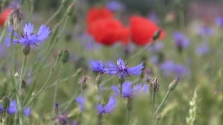 Chicory, Herb, Vascular Plant, Plant, Flower, Garden