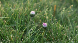 Chives, Bulbous Plant, Flower, Plant, Vascular Plant, Grass