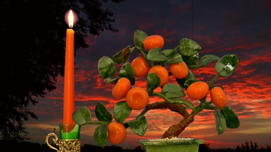 Citrus, Orange, Fruit, Mandarin, Tangerine, Edible Fruit