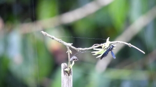 Clothespin, Fastener, Restraint, Plant, Device, Insect